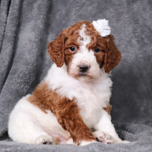 Poodle Puppy Molli