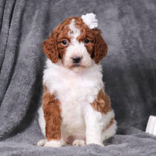 Poodle Puppy Molli