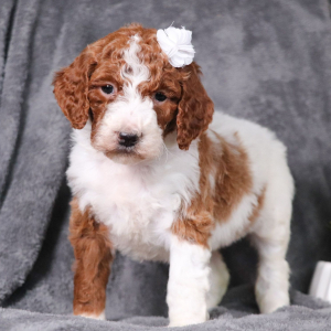 Poodle Puppy Molli