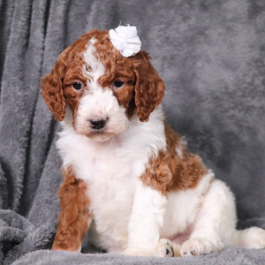 Poodle Puppy Molli