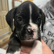 Boxer Puppy Oreo