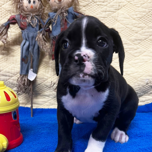 Boxer Puppy Oreo