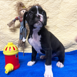 Boxer Puppy Oreo