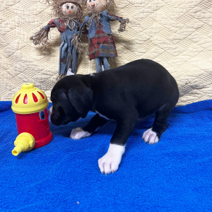 Boxer Puppy Oreo