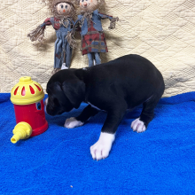 Boxer Puppy Oreo
