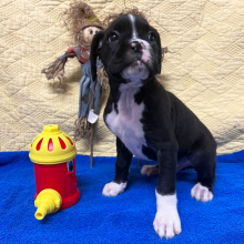 Boxer Puppy Oreo