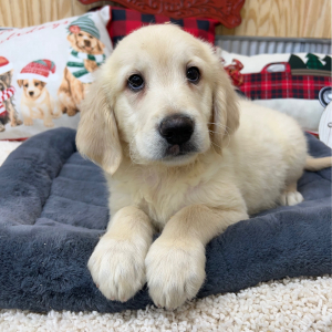 Goldendoodle Puppy Tony
