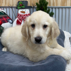 Goldendoodle Puppy Tony