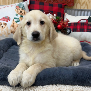 Goldendoodle Puppy Tony