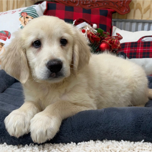 Goldendoodle Puppy Tony