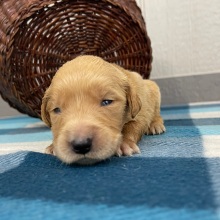 Golden Retriever Puppy Quintessa