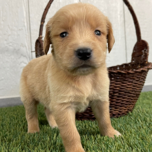 Golden Retriever Puppy Quintessa