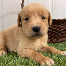 Golden Retriever Puppy Quintessa