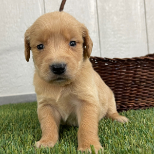 Golden Retriever Puppy Quintessa