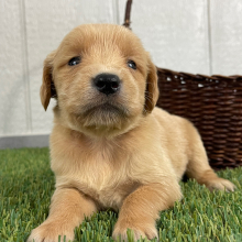 Golden Retriever Puppy Quintessa