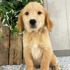 Golden Retriever Puppy Quintessa