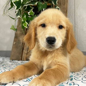 Golden Retriever Puppy Quintessa
