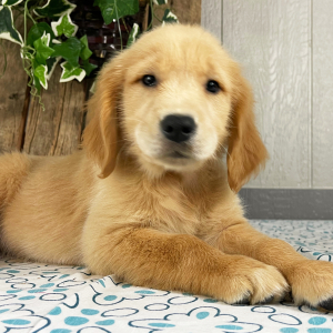 Golden Retriever Puppy Quintessa