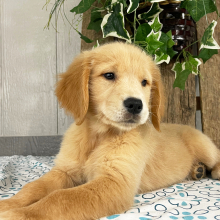 Golden Retriever Puppy Quintessa