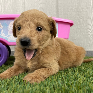 Goldendoodle Puppy Princess