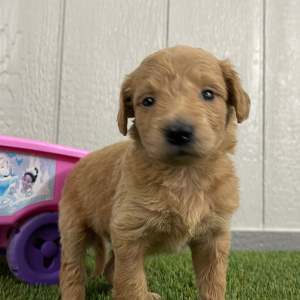 Goldendoodle Puppy Princess