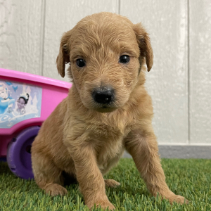 Goldendoodle Puppy Princess
