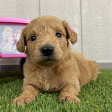 Goldendoodle Puppy Princess
