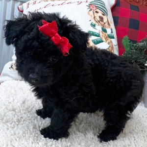 Pomapoo Puppy Lily