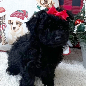 Pomapoo Puppy Lily