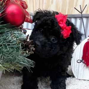 Pomapoo Puppy Lily