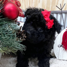 Pomapoo Puppy Lily