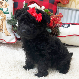 Pomapoo Puppy Lily