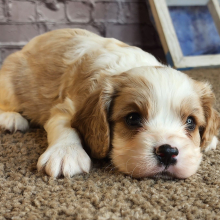Cavalier King Charles Spaniel Puppy Drake
