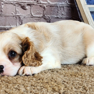 Cavalier King Charles Spaniel Puppy Drake