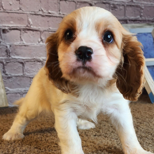 Cavalier King Charles Spaniel Puppy Drake