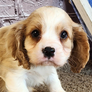 Cavalier King Charles Spaniel Puppy Drake