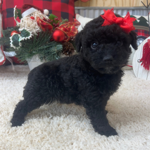 Aussiedoodle Puppy Cami
