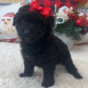 Aussiedoodle Puppy Cami