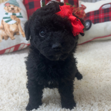 Aussiedoodle Puppy Cami