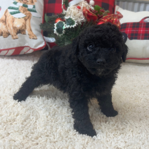 Aussiedoodle Puppy Cami