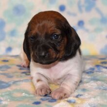 Dachshund Puppy Phoebe