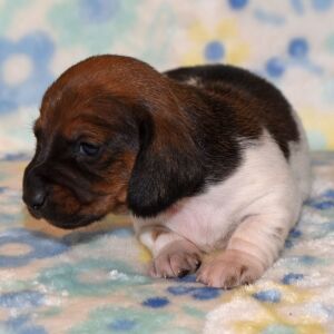 Dachshund Puppy Phoebe