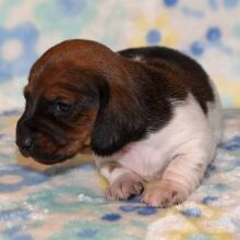 Dachshund Puppy Phoebe