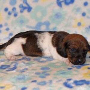 Dachshund Puppy Phoebe