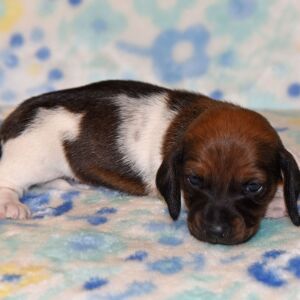 Dachshund Puppy Phoebe
