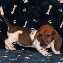 Dachshund Puppy Phoebe