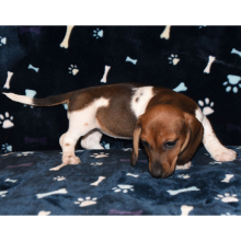 Dachshund Puppy Phoebe
