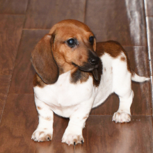 Dachshund Puppy Phoebe