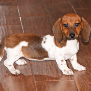Dachshund Puppy Phoebe