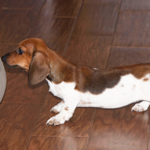 Dachshund Puppy Phoebe